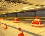 Plastic Broiler Poultry Equipment Full Automatic Broiler Pan Feeder Customized