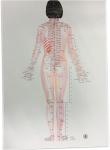 English Acupuncture Wall Chart 7PCS Per Set Human Acupuncture Chart