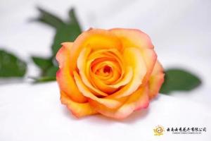 China Fresh Flower Accurate Focusight Inspection Machine factory