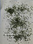 Umami Lactuca Seaweed Powder Sustainable and Nutrient Rich Recipe Enhancer
