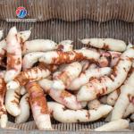 Brush Potato Washing And Peeling Machine SS Commercial Vegetable Sealing Cover