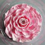 Hot selling preserved natural Roses in Round Box for Christmas gift Long Lasting