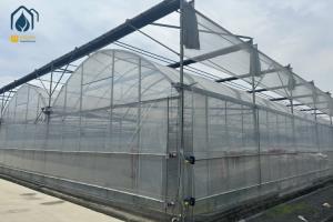 China Multi Span Greenhouse For Growing Tomatoes And Vegetables With Film Covering factory