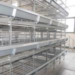 Less Disability H Type Layer Cage , Layer Poultry Farming Equipment For Chickens