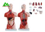 Medical Dual Sex Human Torso Anatomy Model With Head Clear Structure