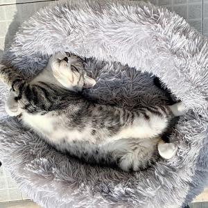 China Cushion Polypropylene Plush Round 300g Cat Nest Basket factory