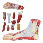 Life size Anotomy Didactic Research Medical School Campus Hospital Rehabilitatio