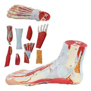 China Life size Anotomy Didactic Research Medical School Campus Hospital Rehabilitation Treatment After Surgery Foot Ankle Model factory
