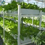 Double Film Indoor Outdoor Hydroponic Greenhouse Tomato Production