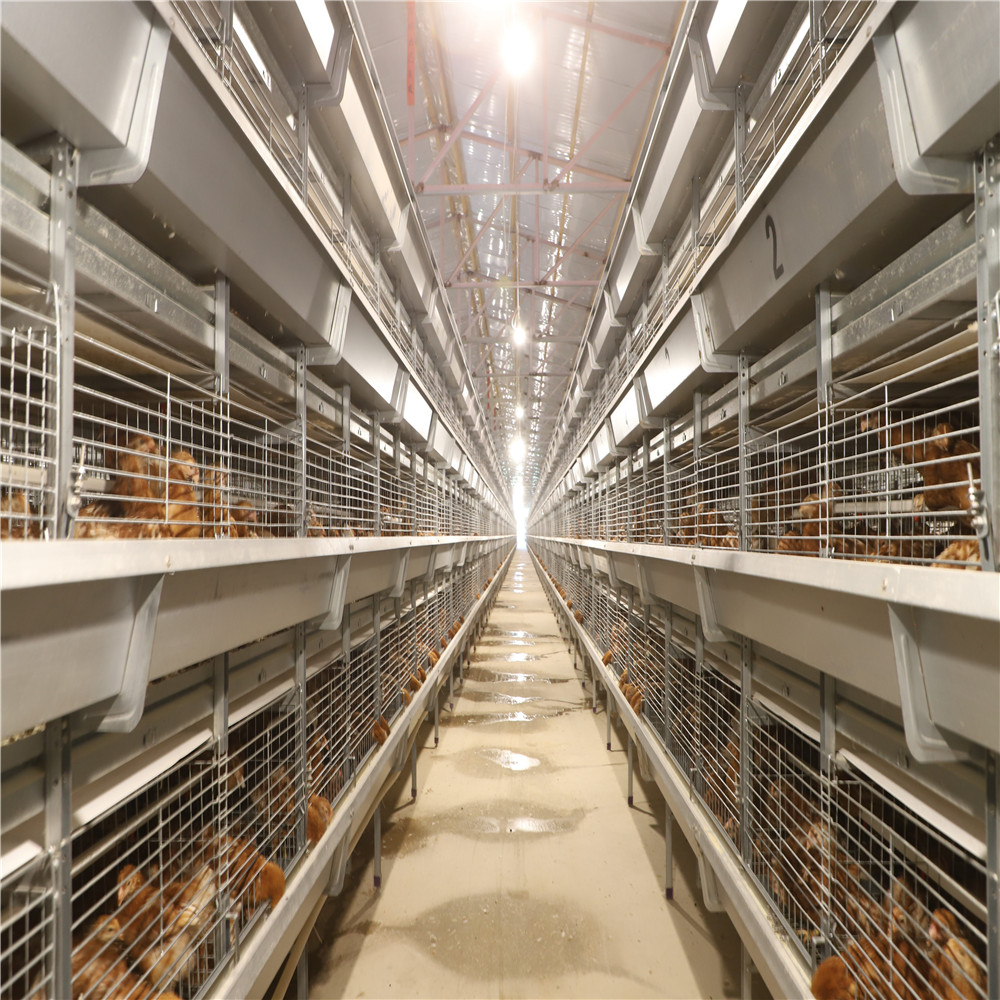 Baby Chick Cage (34).jpg