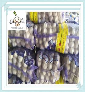 China Pure White Export Garlic - 1kg/Mesh Bag China Cold Store Garlic Fresh White Garlic In 500g factory