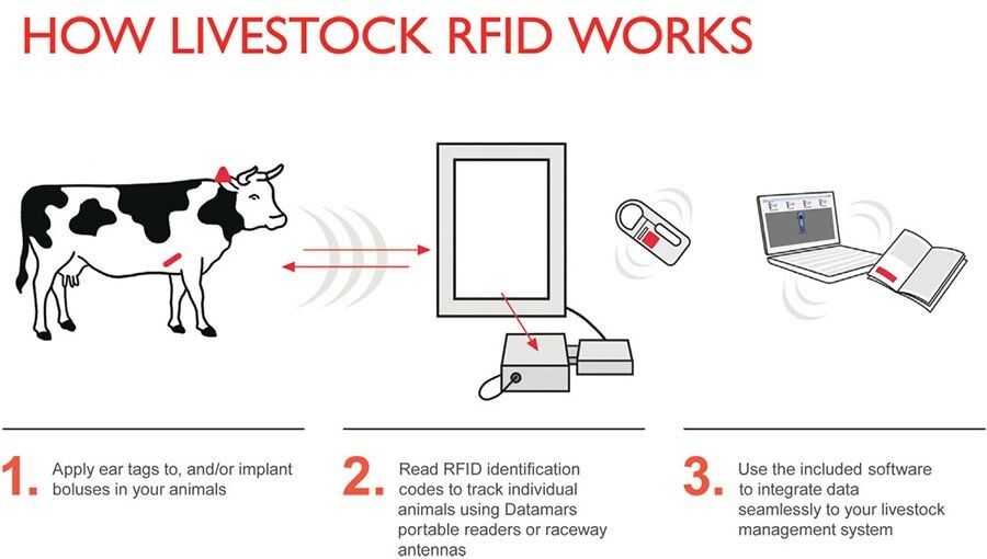 Livestock UHF Passive RFID Tags , RFID Animal Ear Tags 865MHz ~ 867MHz
