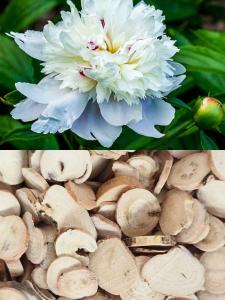 China Natural Cultivation White Peony Root Traditional Chinese Peony Root factory
