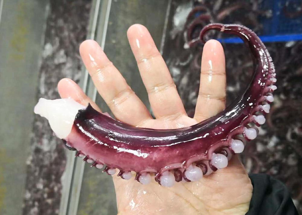 Iqf Seasoned Squid Tentacle 10 Kg Net Weight Shelf Life 24 Months