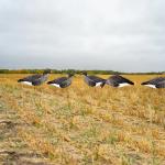 Anti Reflective Goose Hunting Decoy PP Goose Silhouette Decoys Customized