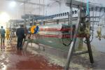 Broiler Layer Automatic Slaughtering Machine Farms Stainless Steel Chicken