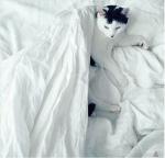 Home TextilesHealthy Feather and Down Duvet Covers
