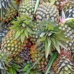 100000U/G-1200000U/G bromelain and papain fully soluble in water,providing