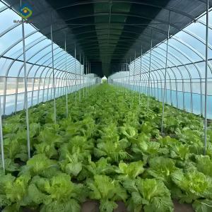 China PVC Gutter Soilless Culture Hydroponic Lettuce Greenhouse Anti Corrosion factory