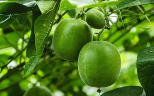 China Monk Fruit Juice Concentrate, higher Mogroside V content, 65.0 - 70.0 brix factory