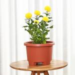 Thick Lip 6.1L 27.6cm 1.5 Gallon Tripod Nursery Resin Garden Planter