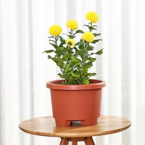 China Thick Lip 6.1L 27.6cm 1.5 Gallon Tripod Nursery Resin Garden Planter factory
