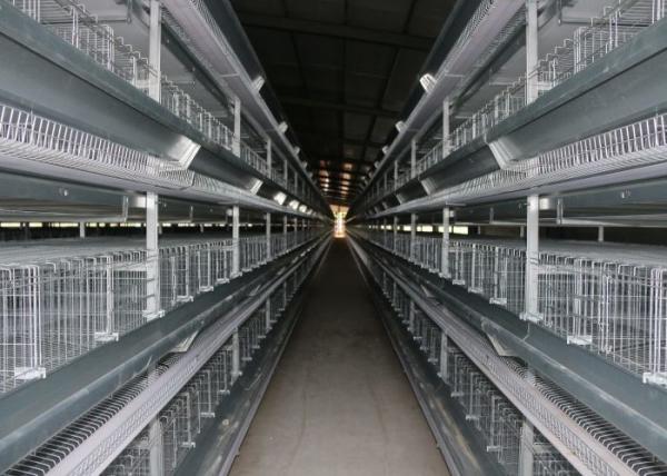 Indoor Battery Cage Poultry Farming Saving Feed Unique Cross - Opening Door Design