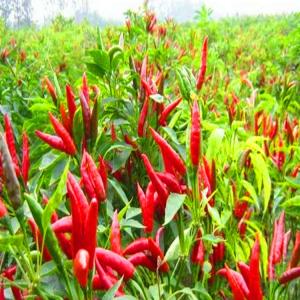 China Premium Dried Red Chilli Peppers With Cayenne Chili Pepper Flavor For Buyers factory