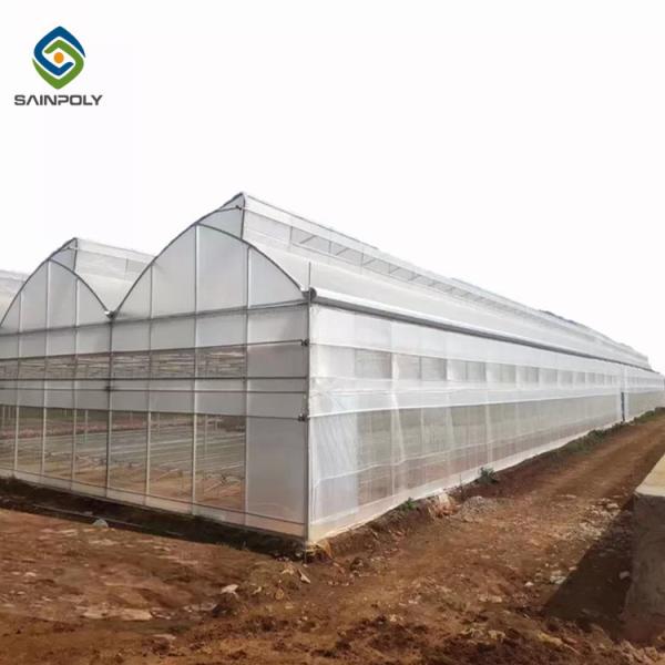 Galvanized Steel Hoop Style Greenhouse Single Span Tunnel Strawberry Greenhouse