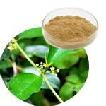 China Gymnema Extract Gymnemic acids 25%,Weight loss, reduce blood glucose and blood sugar factory