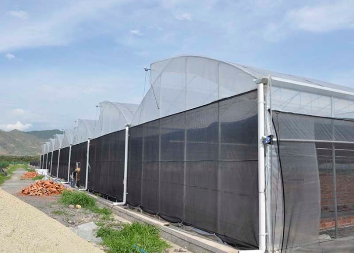 40 Mesh Insect Net Covered Multi Span Sawtooth Type Greenhouse For Rose In Tropical Area