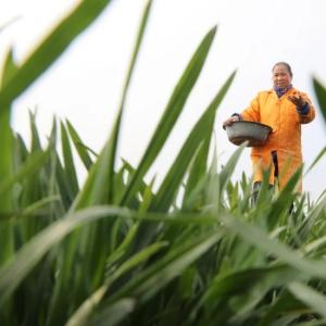 China Buy Good Quality Fertilizer Nitrogen-phosphate-potassium Fertilizers Cas 66455-26-3 NPK 10-10-20 Compound Fertilizer MTL factory