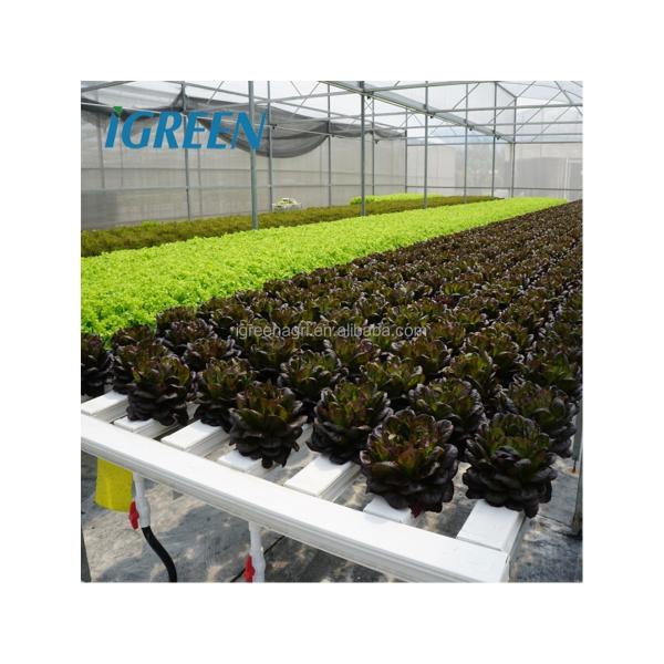 China Commercial NFT Single Hydroponic System Growing Vegetable with Film Cover factory