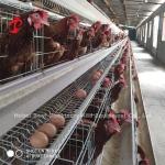 Africa Hot Galvanized 4 Tiers Poultry Layer Battery Cage 25 Years Lifespan For