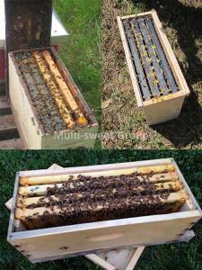 China Nuc Beehive 14.5kg Beekeeping Wooden House 5 Frame Nuc Box factory