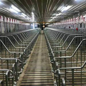 China Galvanized Steel Sow Hog Gestation Crates 2.5mm Thickness factory