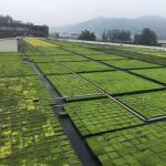 Plastic Green Roofs Rectangle Garden Tray 500x500mm for 4 Square Units and