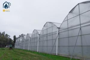China Steel Frame Agricultural Multi Span Greenhouse For Year Round Crop Production factory