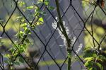 Animal Zoo Stainless Steel Wire Protective Cable Rope Mesh / Cable Mesh Green