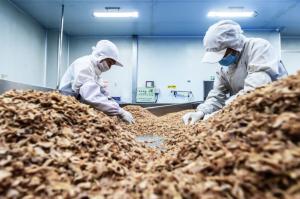 China Yellow Gold Delicious Fried Crispy Onion Bits factory