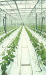 Hydroponic stonewool Grow Cubes