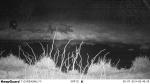 Scouting Trail Digital Infrared Hunting Camera / Hunter Cameras in Camouflage
