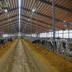 Prefabricated Ready Made Wholesale Steel Structure Cattle Cow Goat Poultry