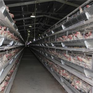 China 192 Birds Baby Chicken Cage Poultry Farm Equipment Automatic Drinking factory