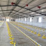 3m Tube Poultry Farming Drinker And Feeder