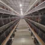 H Shaped Layer Chicken Cage Automatic Poultry Farming Equipments Battery