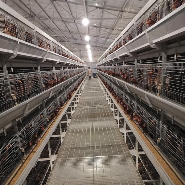H Shaped Layer Chicken Cage Automatic Poultry Farming Equipments Battery