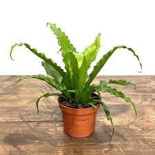 China Modern Plastic Potted Artificial Bonsai Bird Nest Fern factory