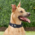 Manufacture Hot Sale Airtag Led Dog Pet Nylon Necklace Light Training Collar For