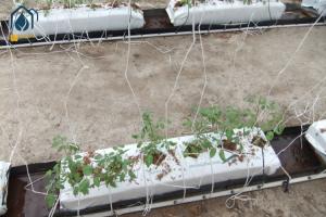 China Greenhouse Soilless PP Roll Grow Troughs Folded Cultivation Gutter Cocopeat Plant Trough factory